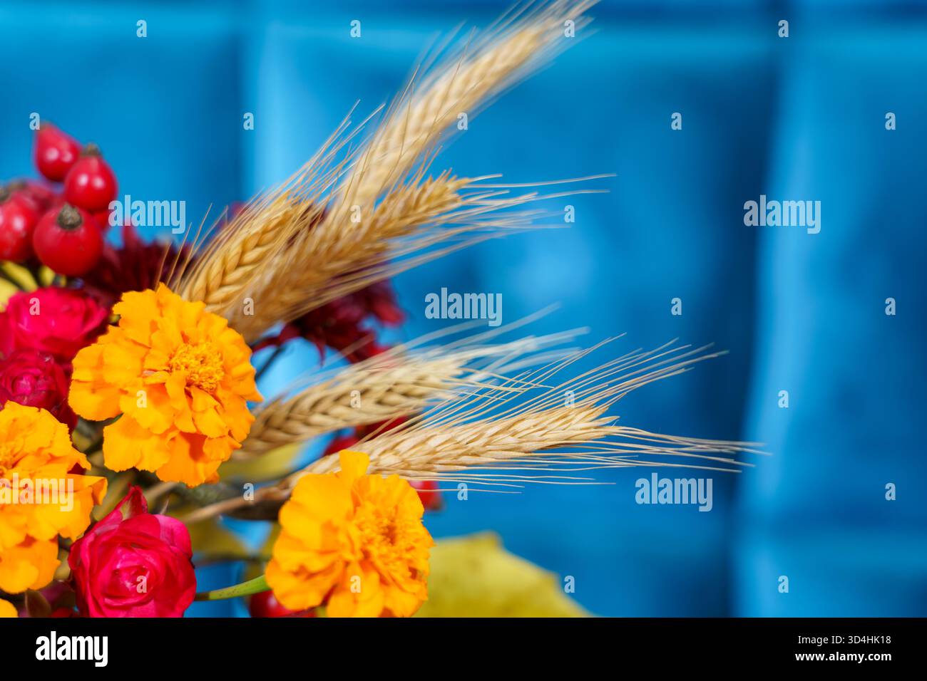 I luminosi fiori di calendula e il grano dorato sono caratterizzati da una disposizione floreale posta su un audace sfondo blu, creando un vivace spettacolo. Foto Stock