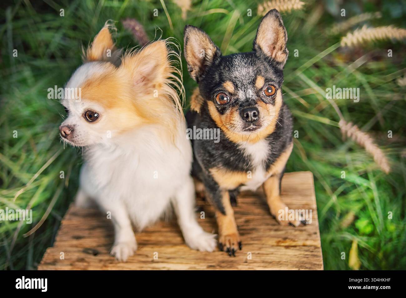 Due cani Chihuahua bianchi e neri in giardino Foto Stock