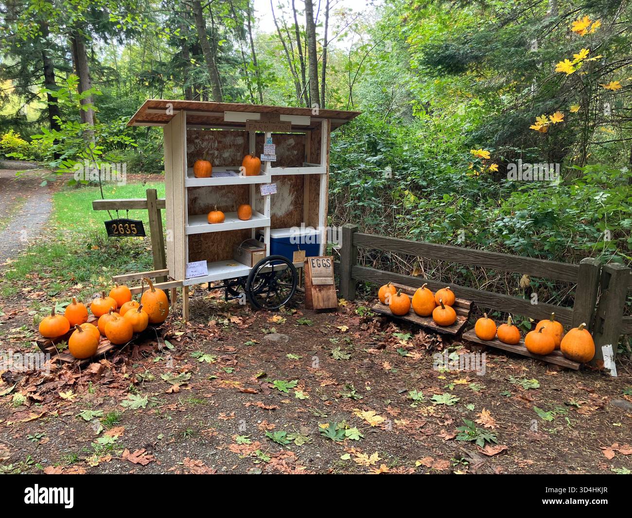 Stand di autoprovviggione in riva alla strada con zucche arancioni e uova fresche in un ambientazione rustica nel bosco durante l'autunno. Foto Stock