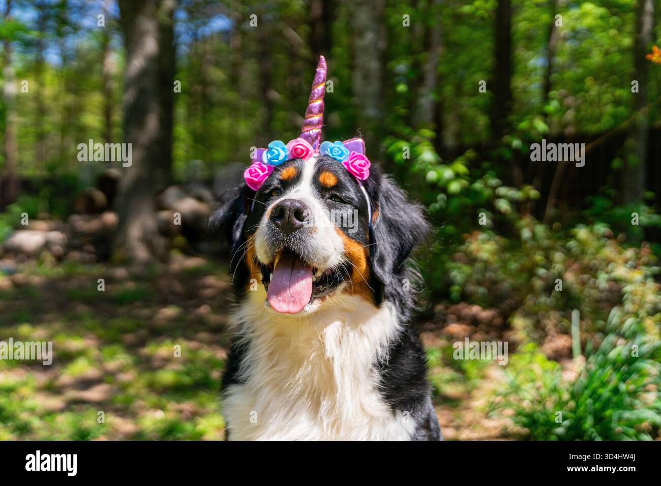 foto del mio bernese, in posa con una fascia per la testa di unicorno Foto Stock
