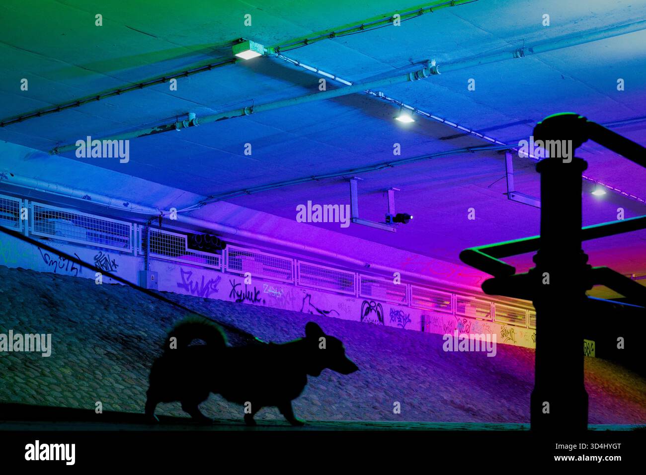 Silhouette di cane che cammina al guinzaglio sotto un tunnel illuminato colorato. Foto Stock