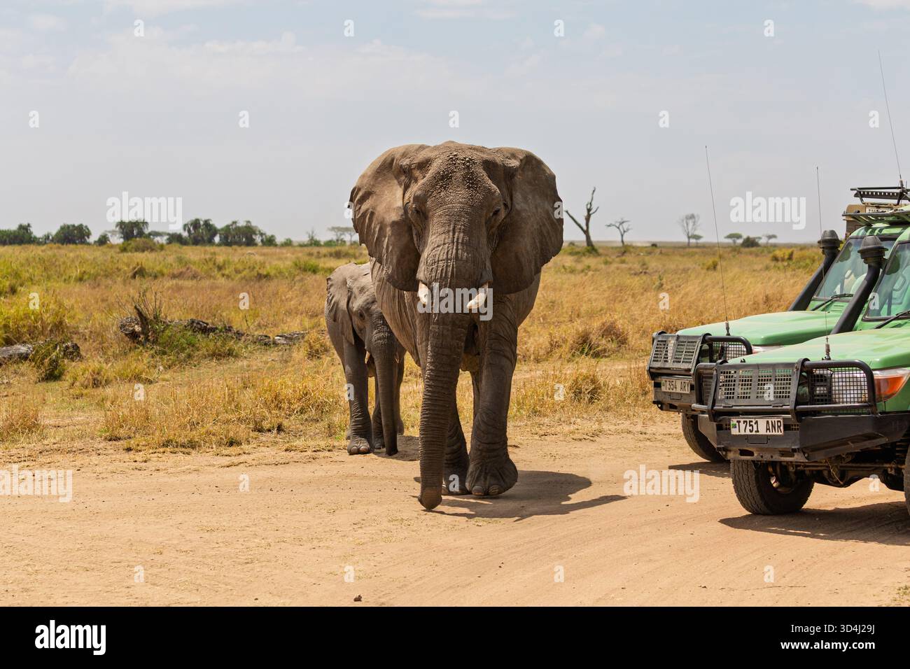 Un elefante madre e il suo vitello si avvicinano ai veicoli safari nel Parco Nazionale del Serengeti in Tanzania, mostrando incontri con la fauna selvatica. Foto Stock