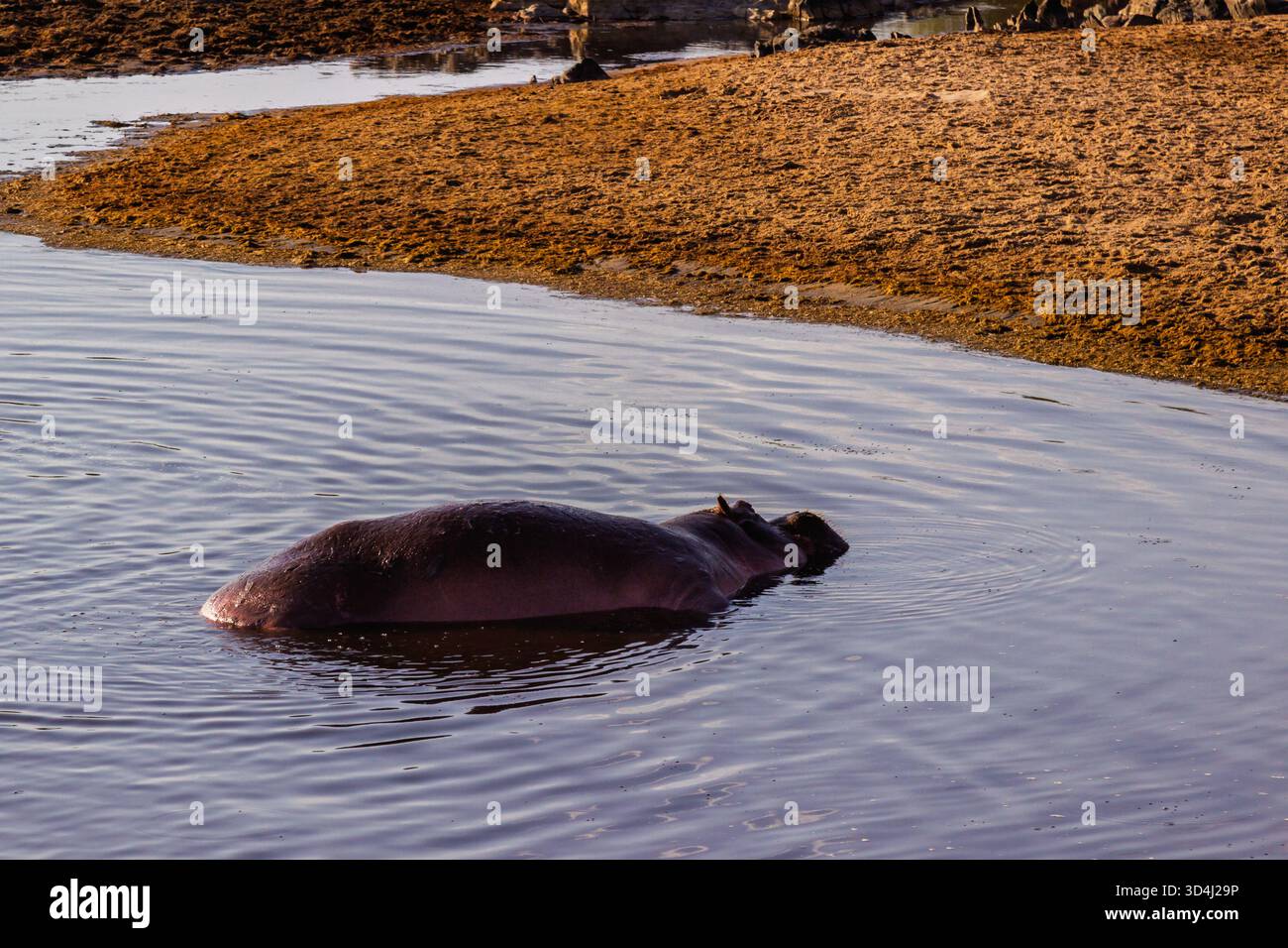 Un ippopotamo si rilassa nell'acqua del Serengeti National Park, Tanzania, rimanendo fresco e sommerso. Foto Stock