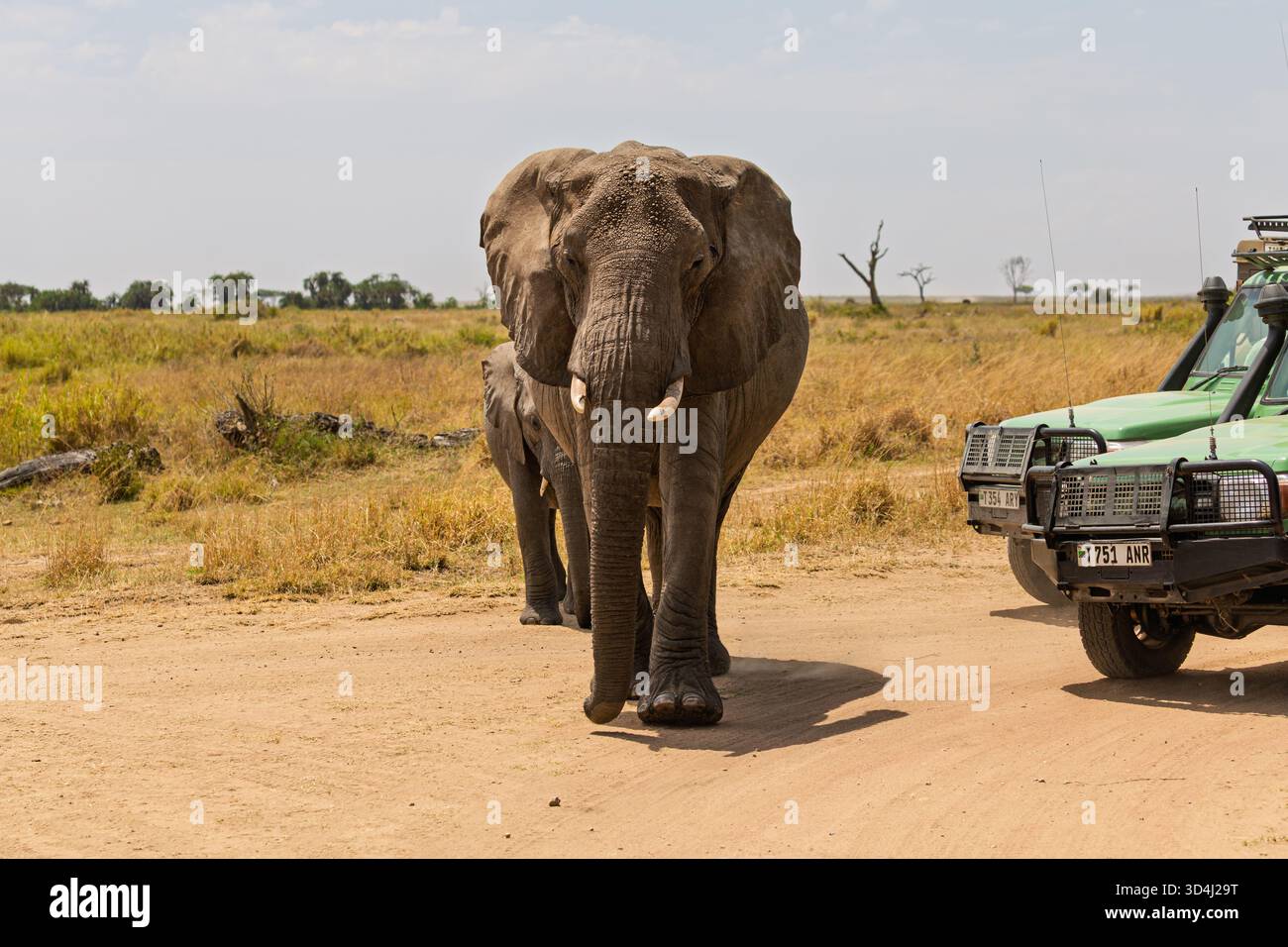 Un elefante e il suo vitello si avvicinano ai veicoli safari nel Parco Nazionale del Serengeti in Tanzania, che mostrano incontri con la fauna selvatica. Foto Stock
