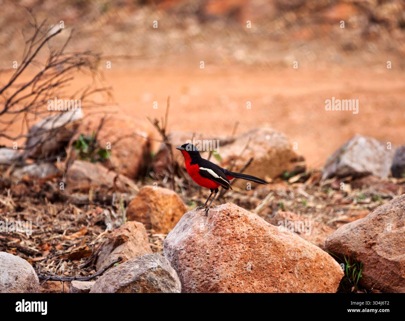 crimson-breasted shrike , Laniarius atrococcineus, noto anche come gonolek dal petto cremisi, originario dell'Africa meridionale e si trova comunemente in Botswa Foto Stock