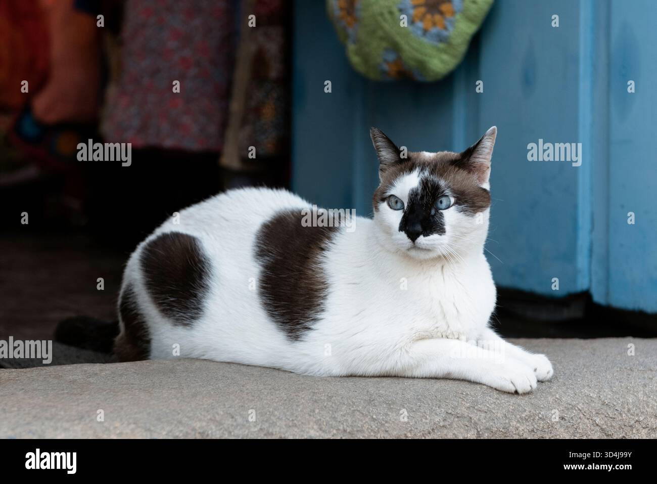 Bellissimo gatto bianco con macchie marroni Foto Stock