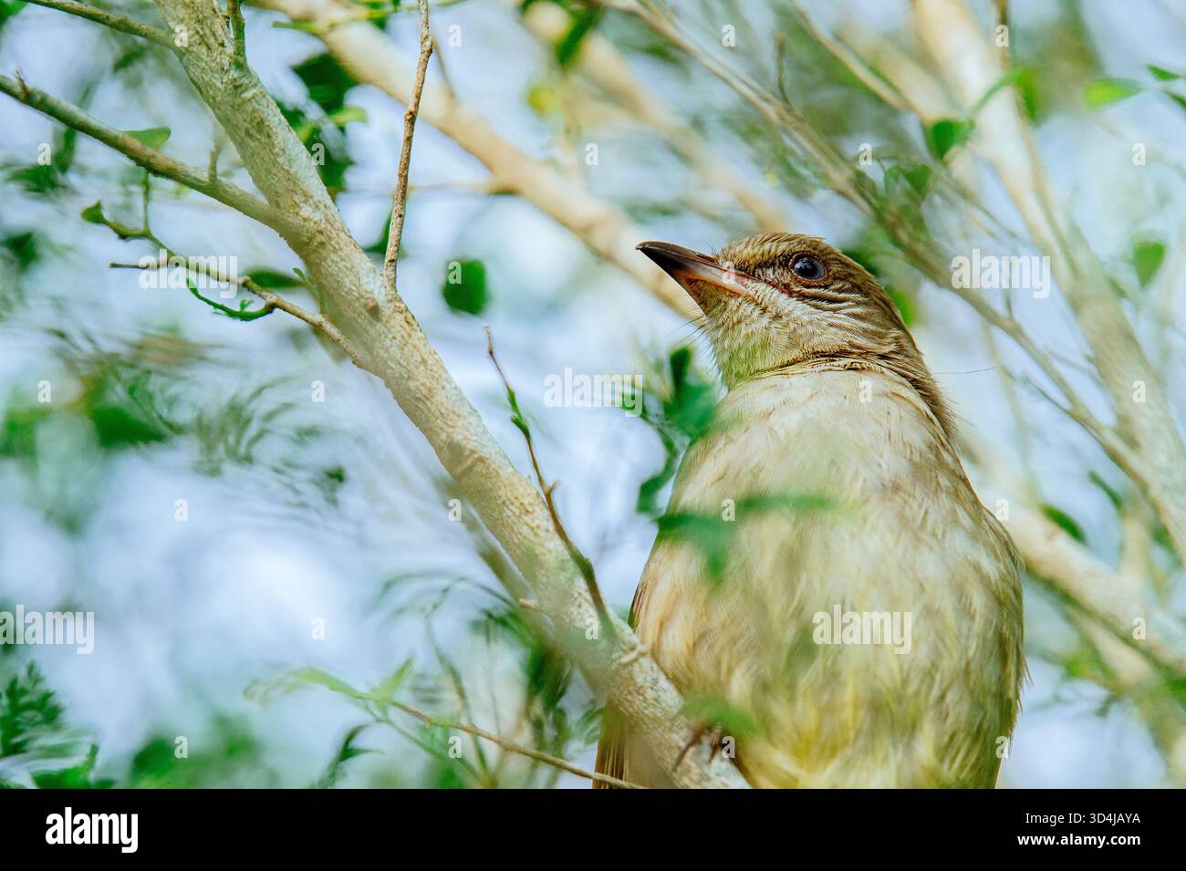 Piccolo uccello bruno che osserva i suoi dintorni mentre è arroccato su un ramo d'albero, che si fonde con l'ambiente naturale con fogliame verde e morbido backgrou Foto Stock