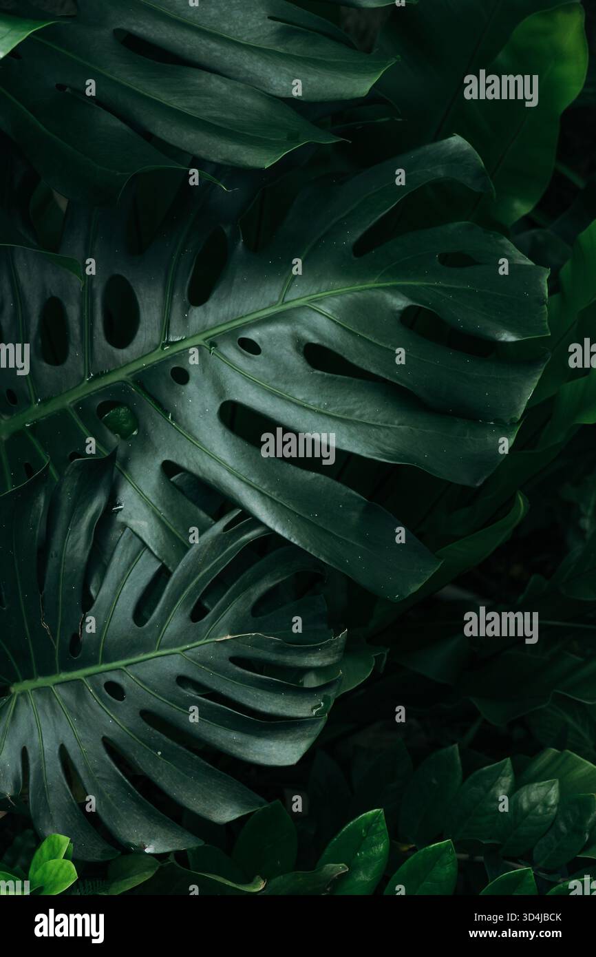 Primo piano della foglia di monstera verde scuro Foto Stock
