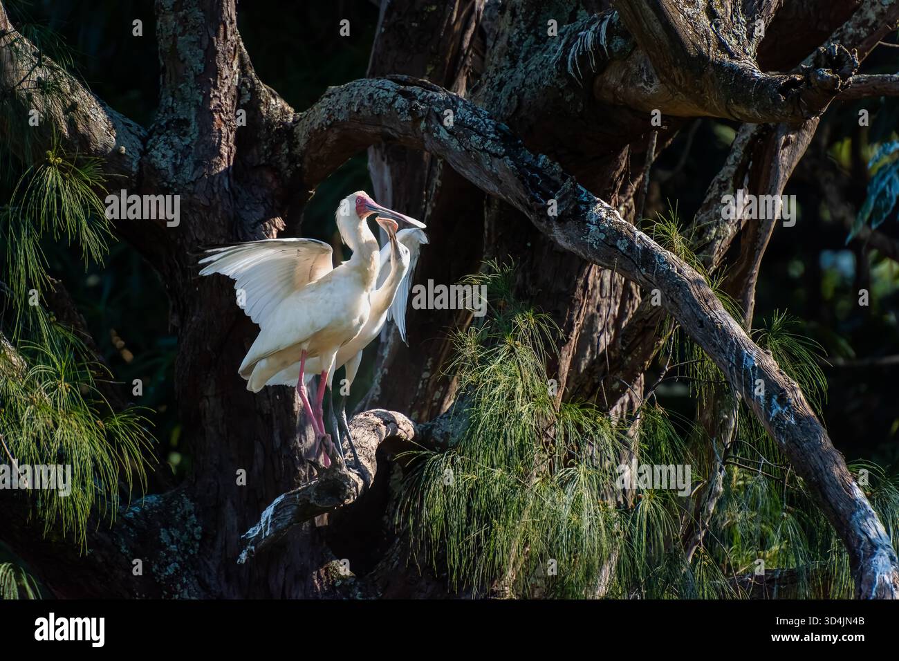 Questo paio di spatole volava da e verso uno stagno e riposava regolarmente nei grandi alberi africani intorno allo stagno. Foto Stock