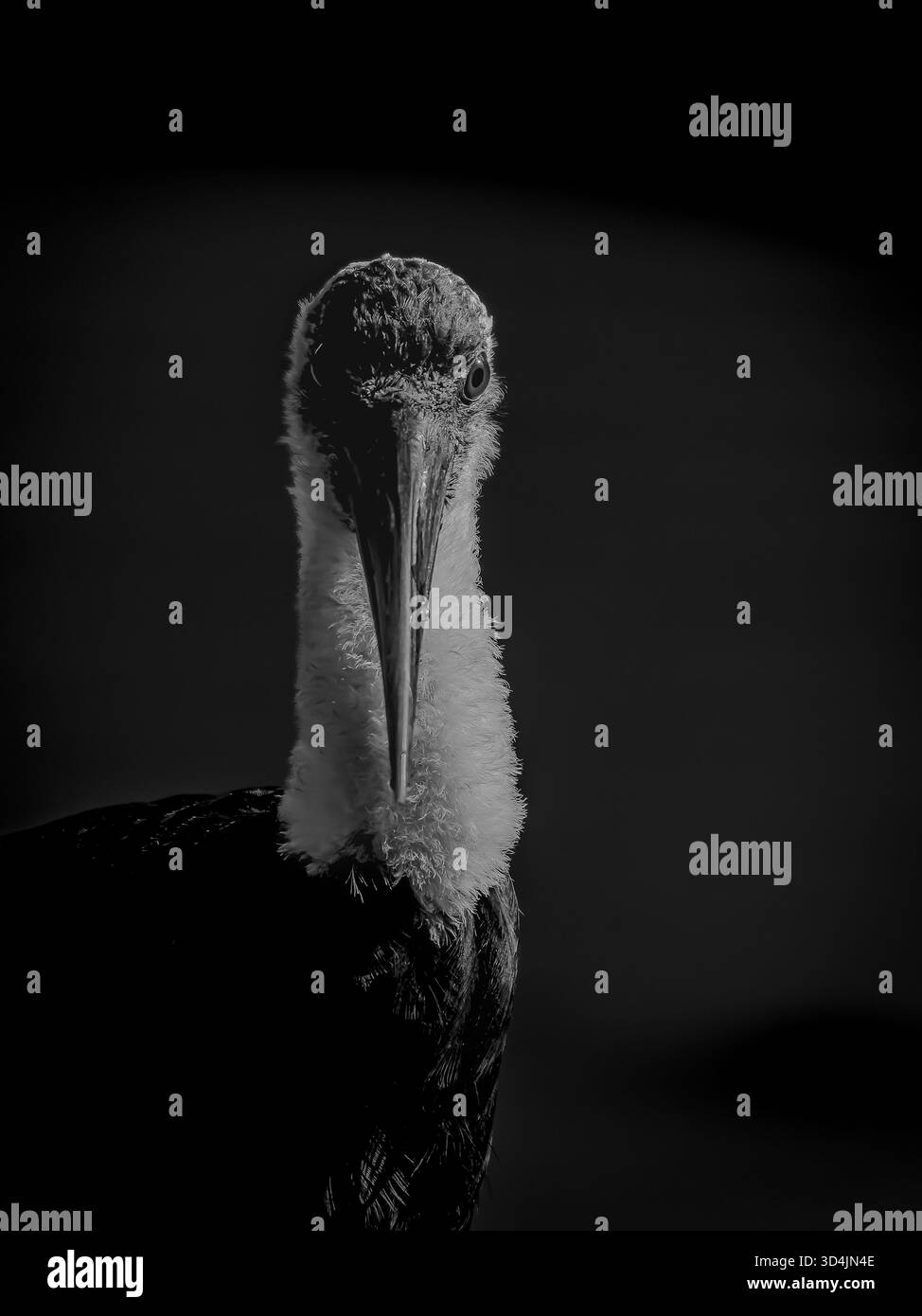 Questo accarezzato dal collo di lana africano mi ha messo pazientemente sul bordo di uno stagno in Sud Africa Foto Stock