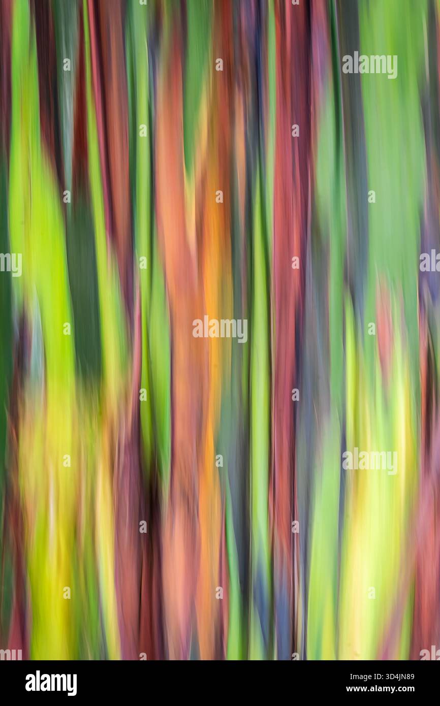 L'albero più incredibile che ho visto in vita mia, la vivacità e la varietà dei suoi colori sono incredibili. non c'è da meravigliarsi che si chiami l'arcobaleno. Foto Stock