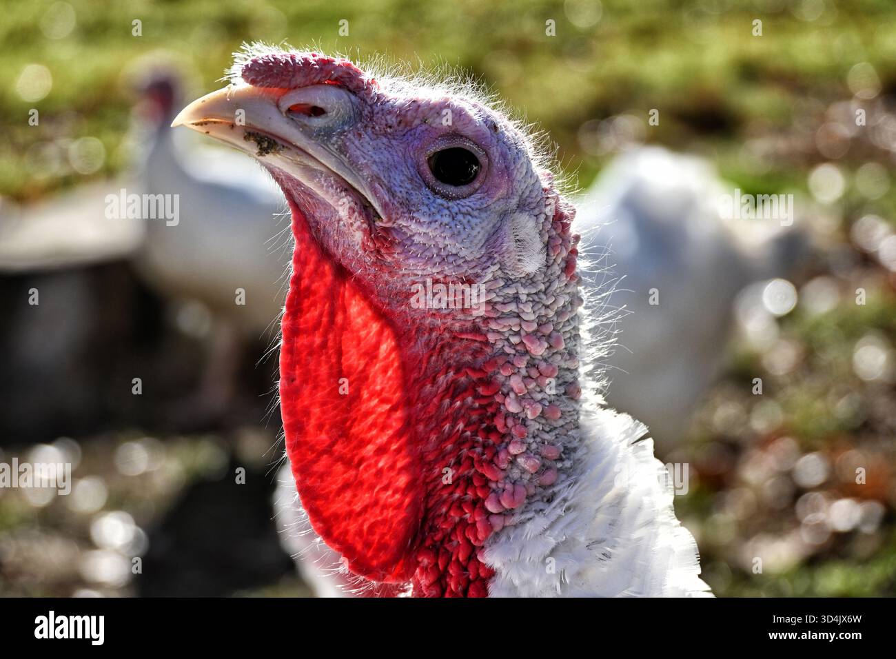 Primo piano di una Turchia interna. Foto Stock