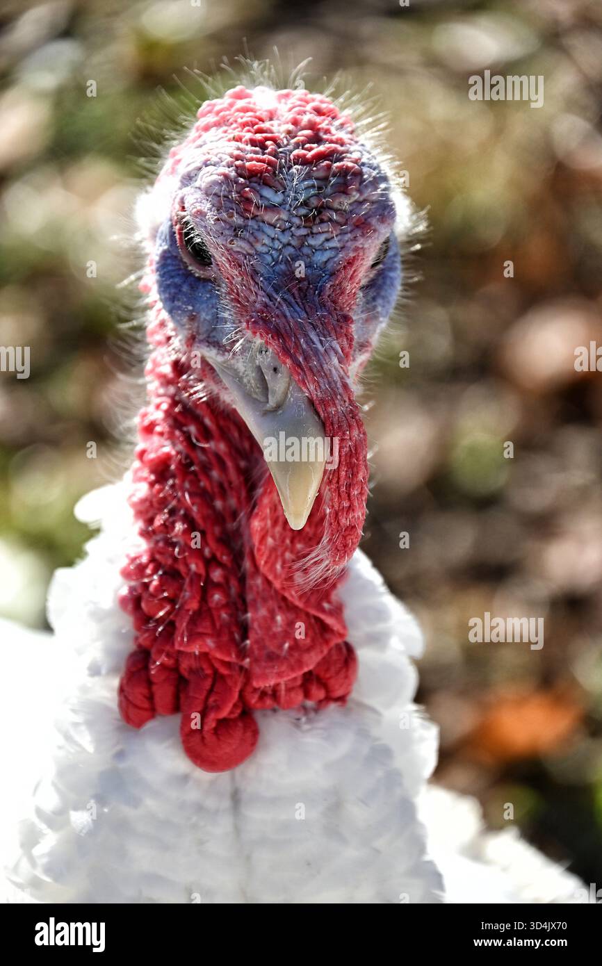 Primo piano di una Turchia interna. Foto Stock