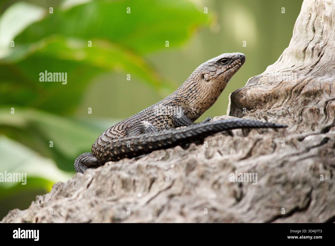 Il Cunningham's Skink è una varietà di skink dalla coda spinosa che ama il sole. Foto Stock
