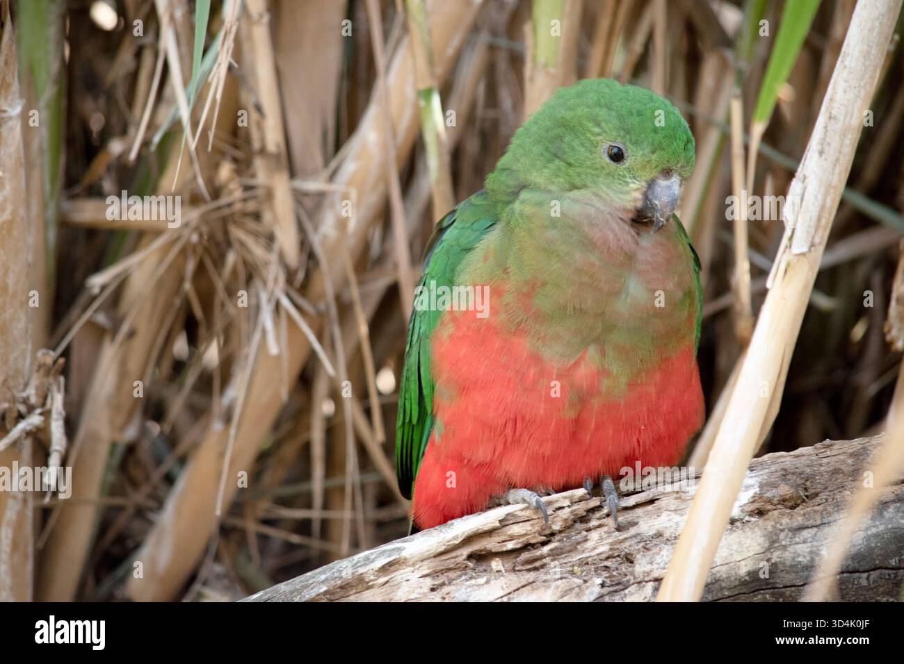 Il pappagallo reale australiano ha una pancia rossa e un dorso verde, con ali verdi e una lunga coda verde. Foto Stock