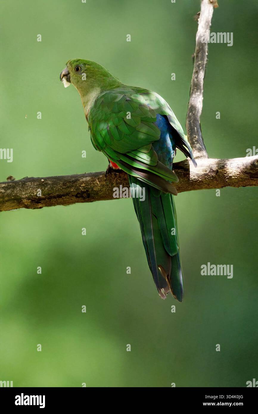 Il pappagallo reale australiano femminile ha una pancia rossa e una schiena verde, con ali verdi e una lunga coda verde. Foto Stock