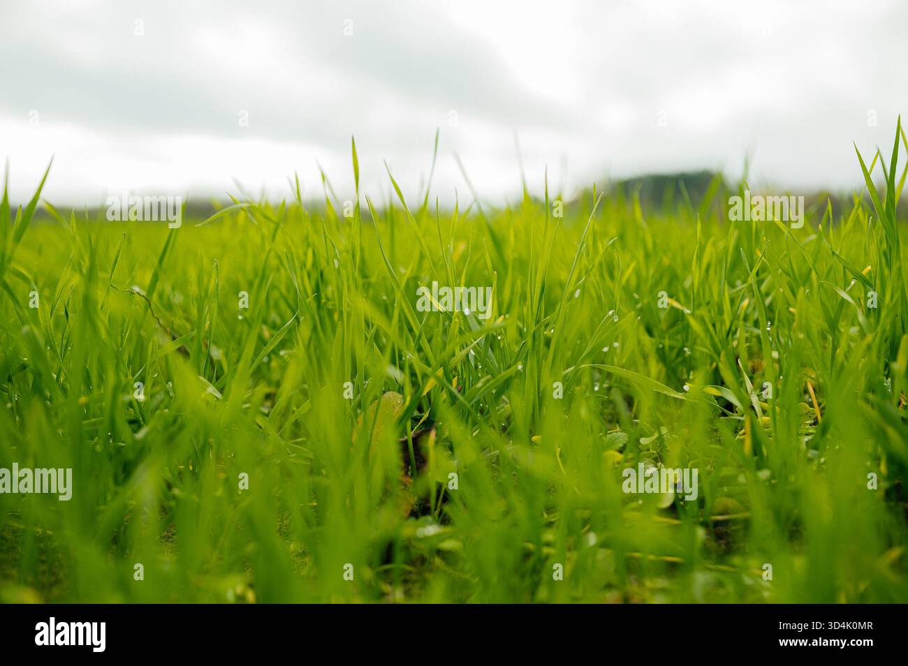 Buone colture di grano invernale nel campo agricolo primaverile. Foto Stock