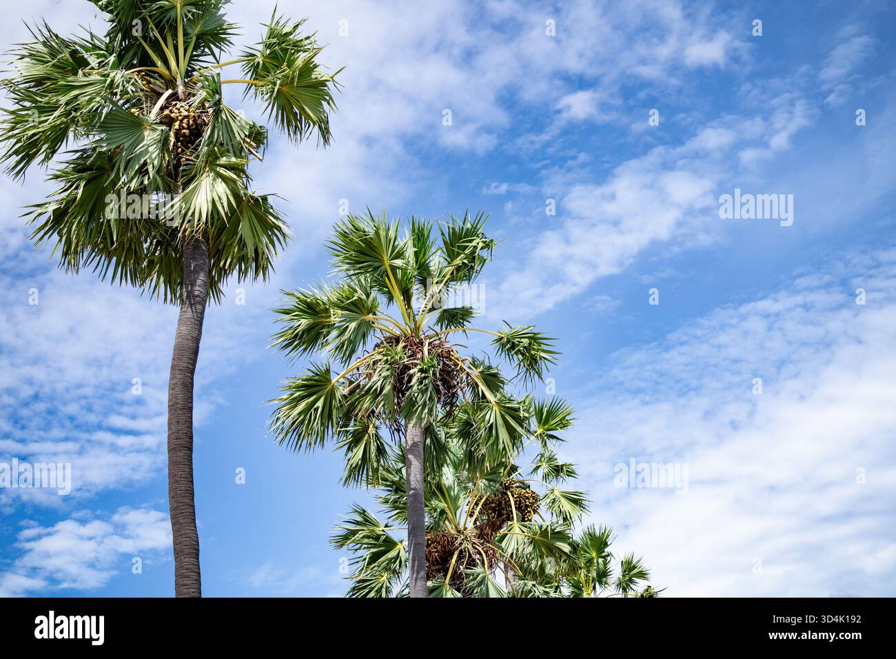 Palma tropicale che si innalza verso il cielo blu con frutta e nuvole bianche, evidenziando il caldo sole, la lussureggiante vegetazione e l'atmosfera rilassante di un'estate Foto Stock