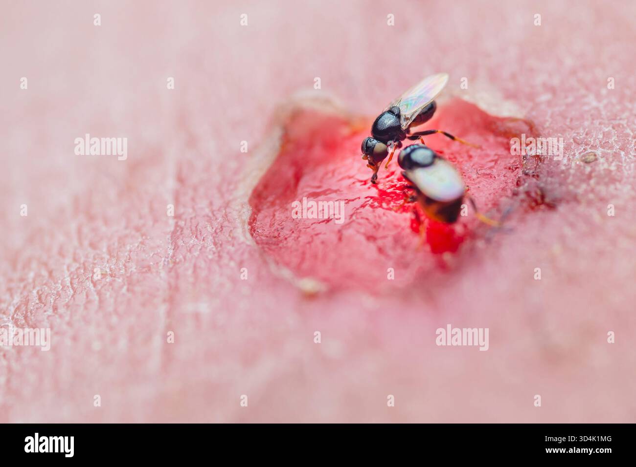 Vista ravvicinata di due piccole mosche con corpi scuri e ali trasparenti che si nutrono di una goccia di liquido dolce rosa-rossastro, che mostra la vita degli insetti e il microfono Foto Stock