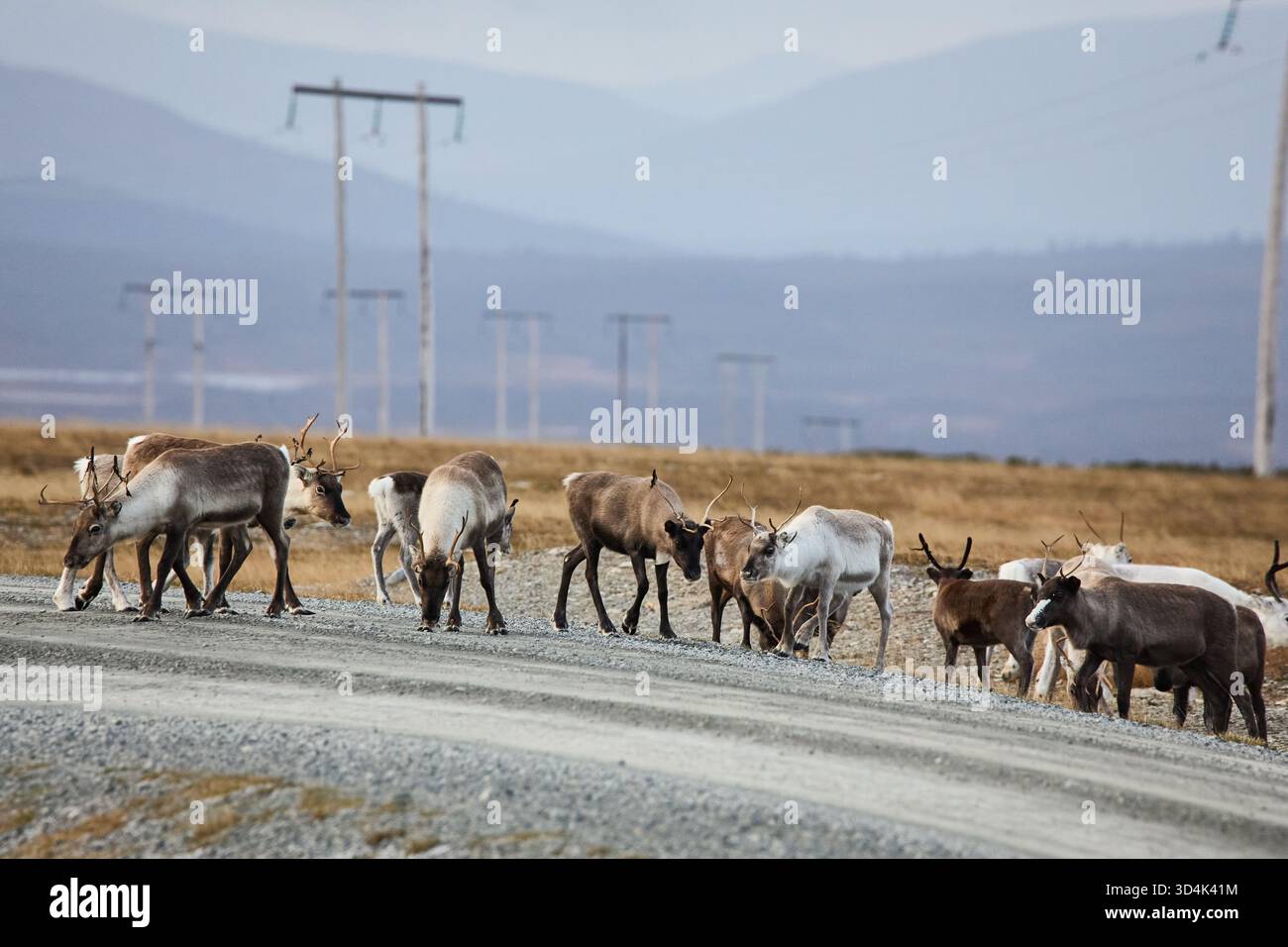 Un gruppo di renne che attraversano una strada sterrata nel nord della Svezia Foto Stock