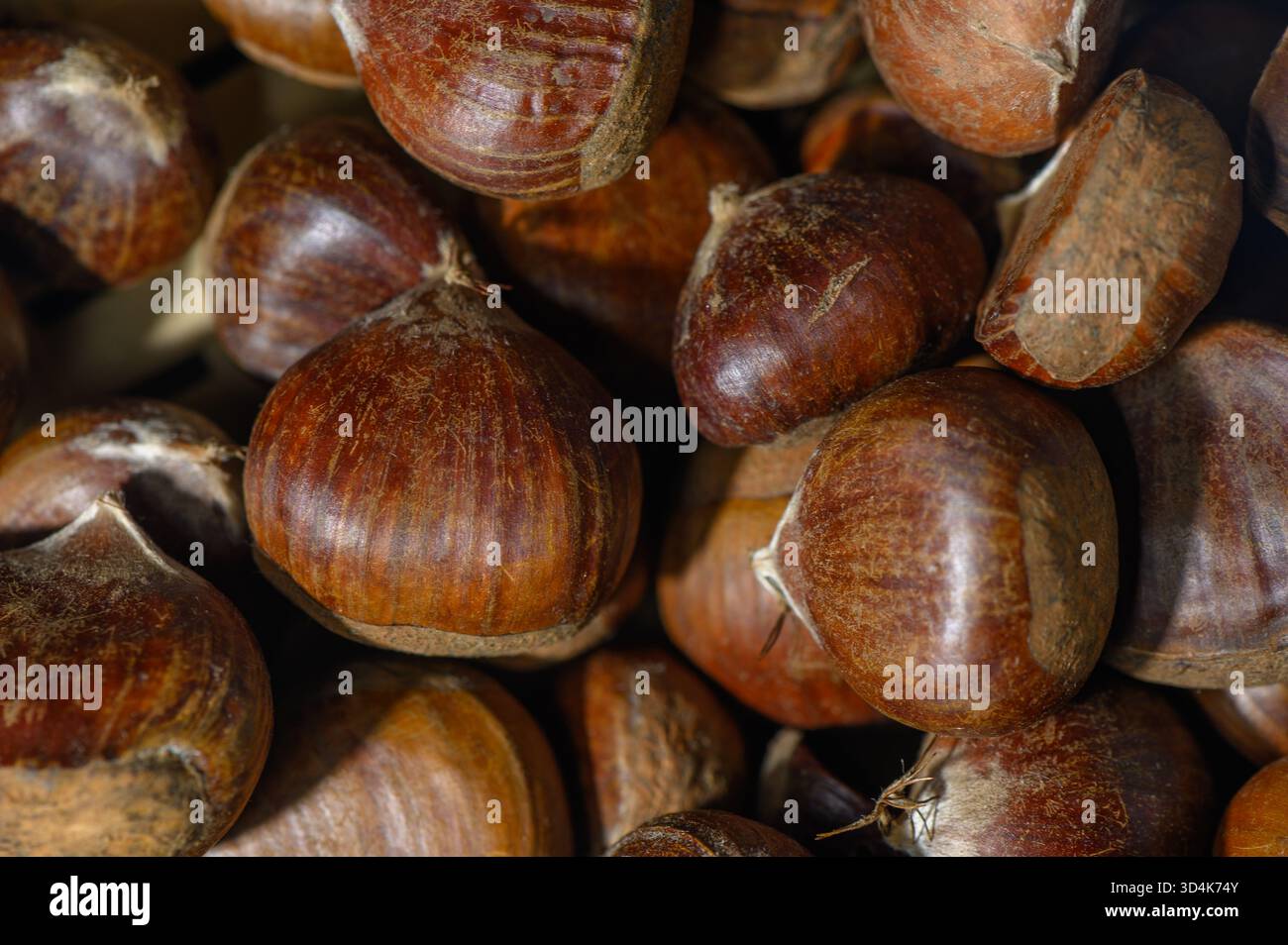 Foto studio di castagne commestibili agiarie con pelle opaca su sfondo bianco. Sfumature profonde e texture alleggerite formano uno sfondo vivace per storie di cibo Foto Stock