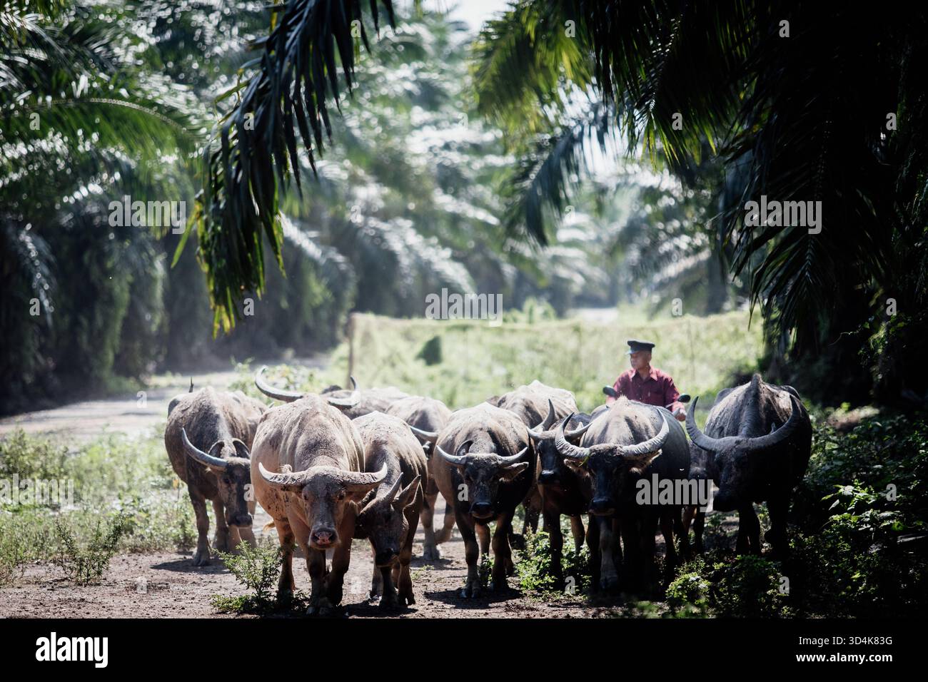 Un contadino allevava un gruppo di bufali d'acqua lungo un sentiero sterrato sotto l'ombra delle palme da olio. La scena cattura il tradizionale allevamento di bestiame pr Foto Stock