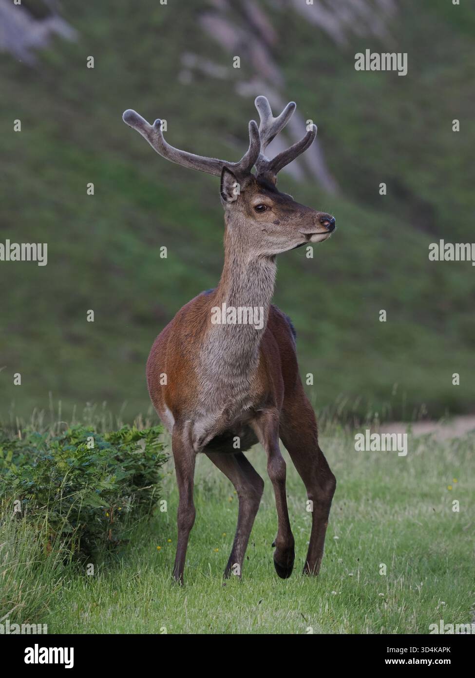 I cervi rossi si alternano in velluto mentre le loro corna crescono per le battaglie del Rut. Foto Stock