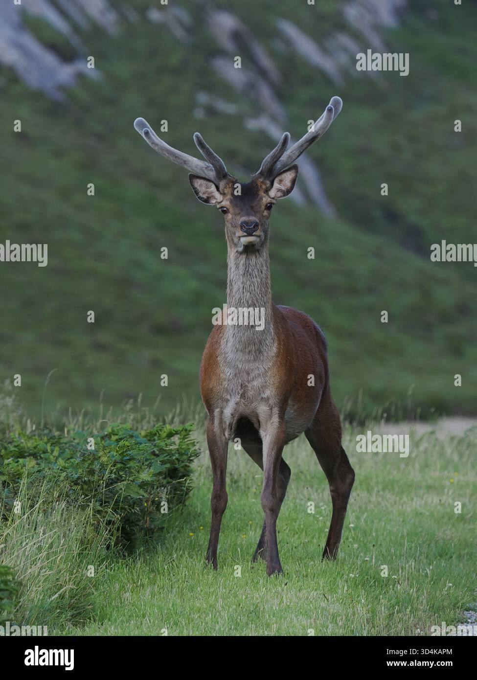 I cervi rossi si alternano in velluto mentre le loro corna crescono per le battaglie del Rut. Foto Stock