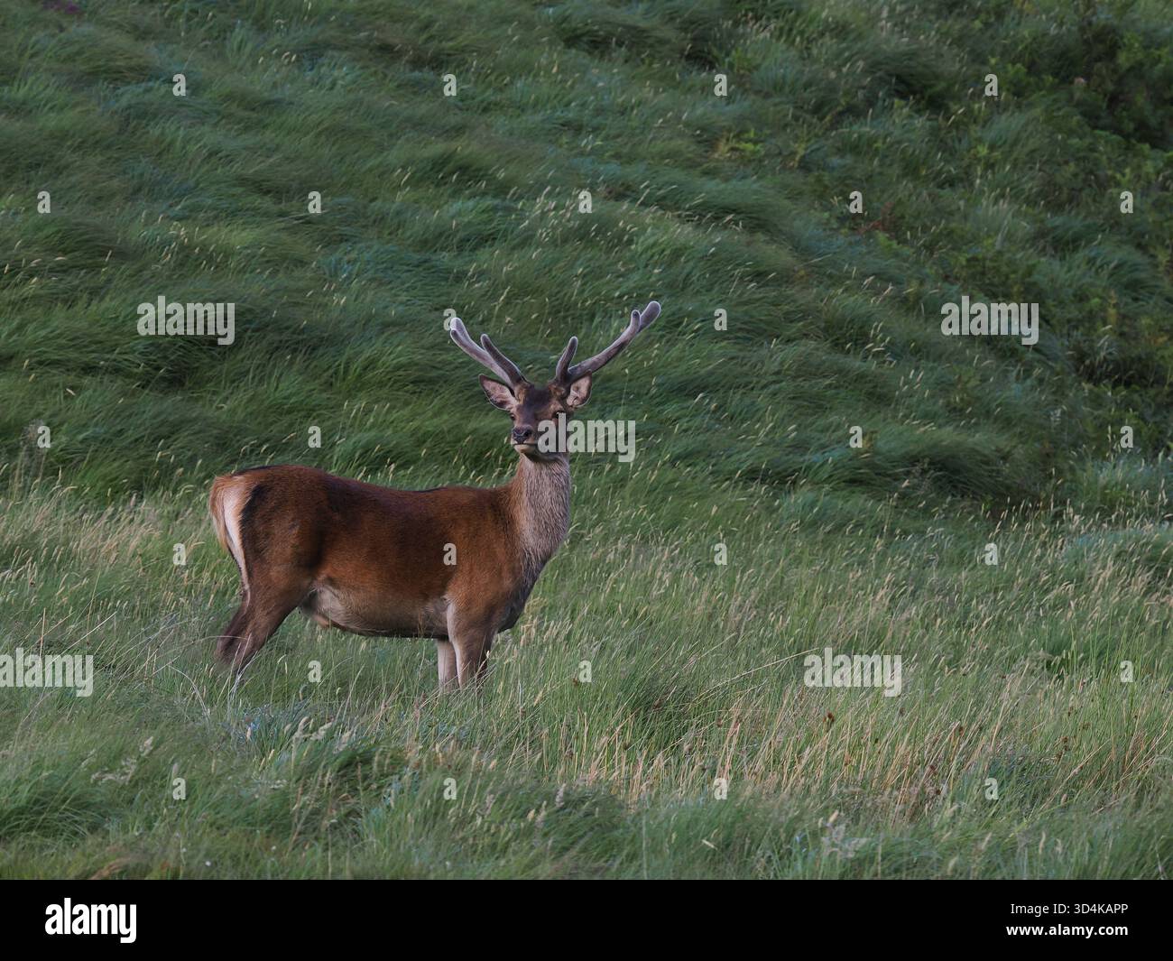 I cervi rossi si alternano in velluto mentre le loro corna crescono per le battaglie del Rut. Foto Stock
