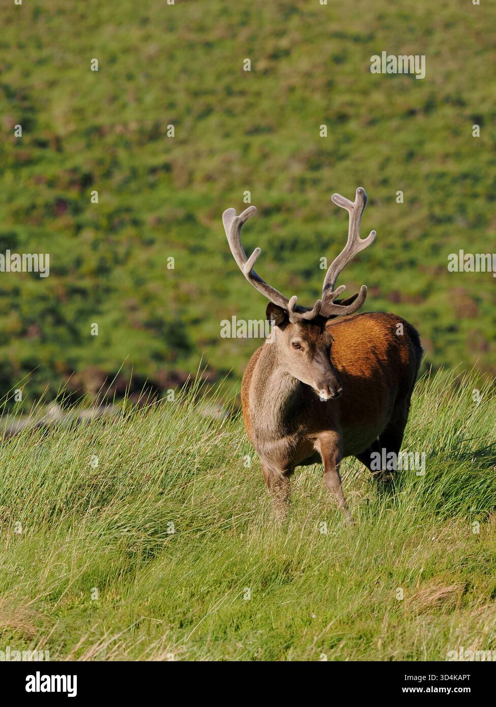 I cervi rossi si alternano in velluto mentre le loro corna crescono per le battaglie del Rut. Foto Stock