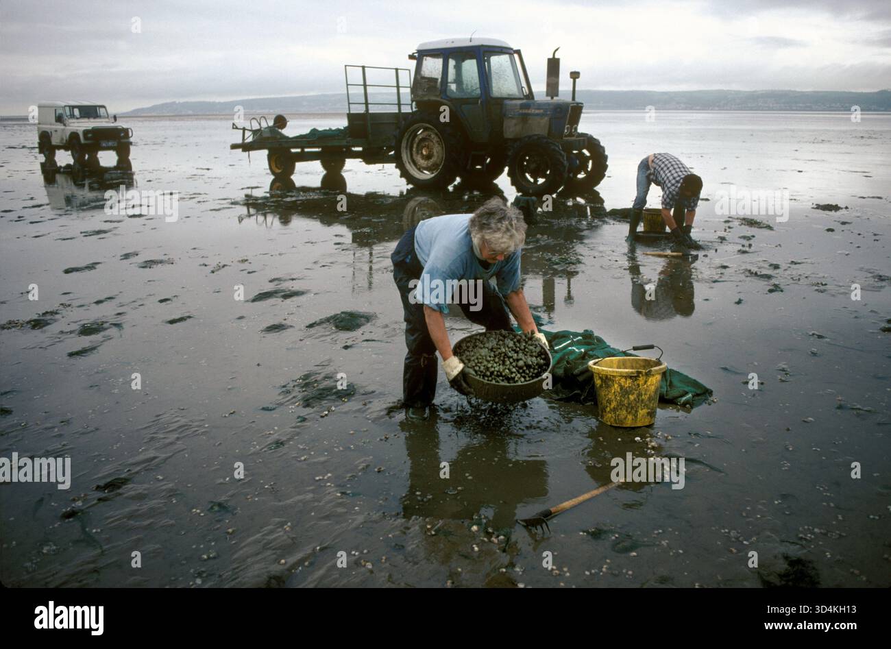 Cockle Meeting Wales UK. Penisola di Gower, estuario di Loughor. La signora Lina Jones moglie di Selwyn Jones, fondatrice di Selwyns Penclawdd Seafoods, che raccoglie i galli con la bassa marea insieme a suo figlio Brian Jones. La raccolta di coccole qui risale ai tempi dei Romani. Giugno 1997 1970 UK HOMER SYKES Foto Stock
