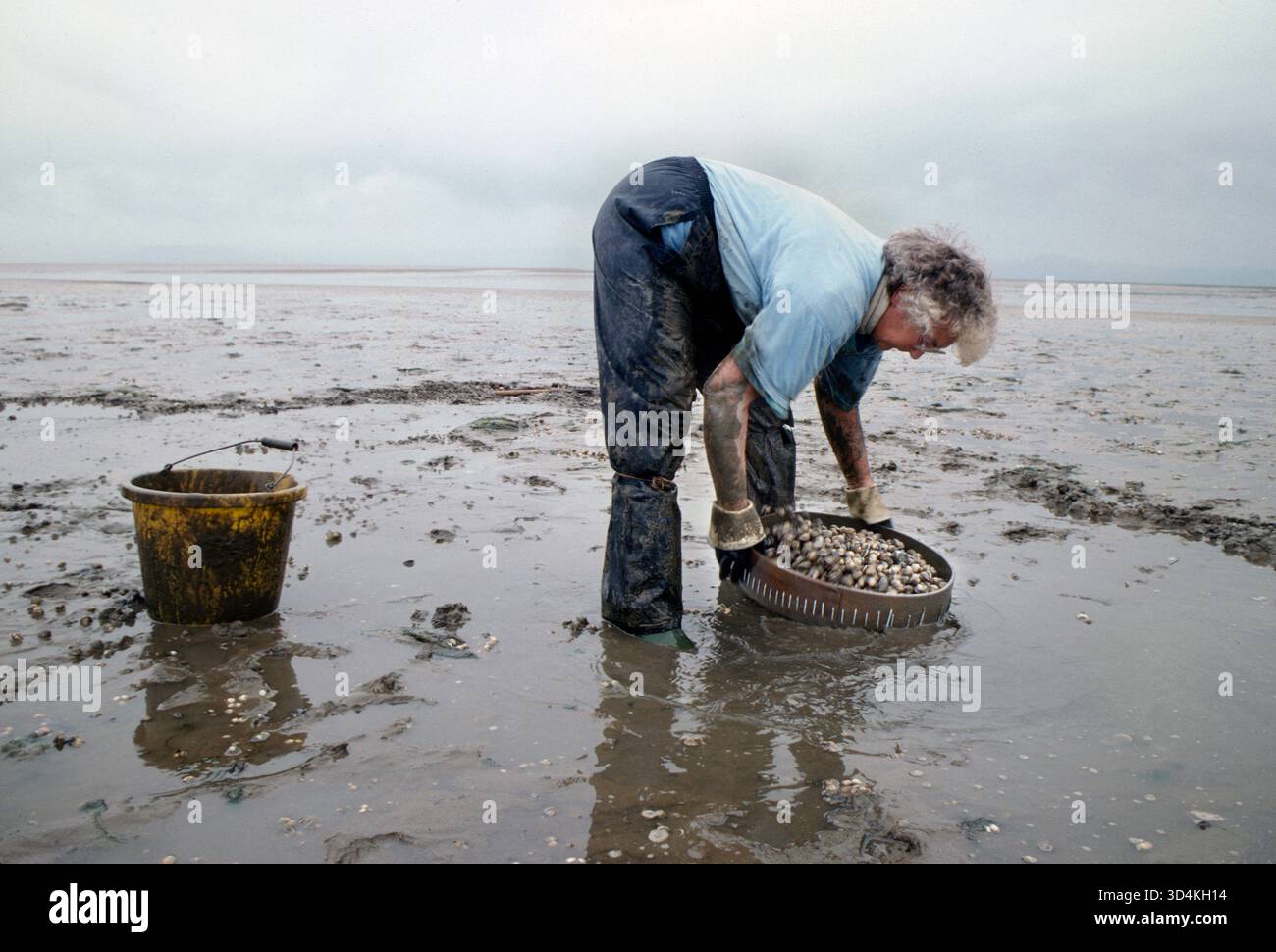 I gallesi si radunano sulle distese fangose della penisola di Gower, Loughor Estuary, Galles, Regno Unito. La signora Lina Jones moglie di Selwyn Jones, fondatrice di Selwyns Penclawdd Seafoods, che raccoglie i coccole durante la bassa marea. La raccolta di coccole qui risale ai tempi dei Romani. Giugno 1997 1970 UK HOMER SYKES Foto Stock