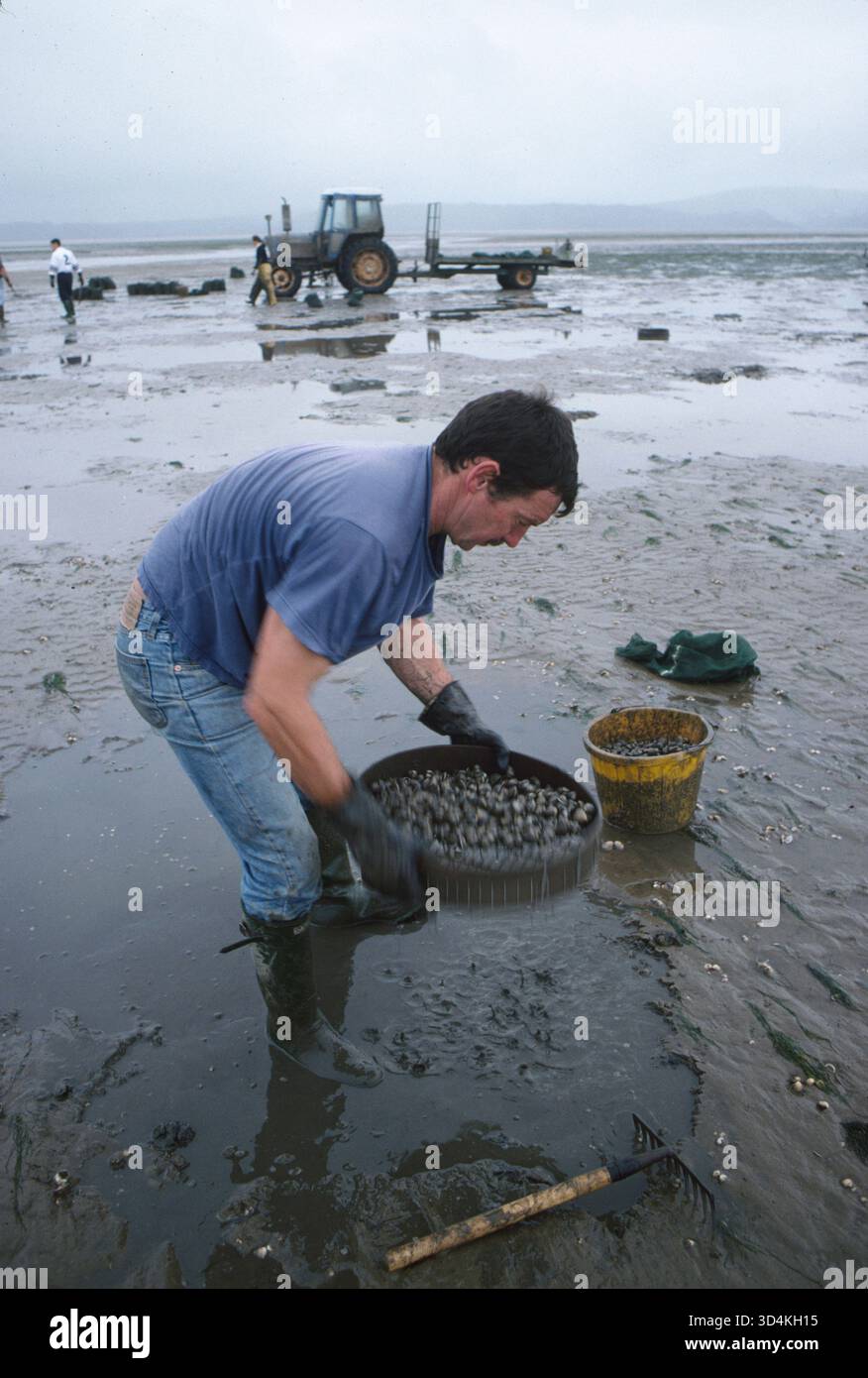 Raccolta gallese di coccodrilli, raccolta sulla penisola di Gower, Loughor Estuary, Galles Regno Unito. Il pescatore Brian Jones che raccoglie i galli che lavorano per Selwyns Penclawdd Seafoods. Sta raccogliendo i gnocchi con la bassa marea. La raccolta di coccole qui risale ai tempi dei Romani. Giugno 1997 1970 UK HOMER SYKES Foto Stock