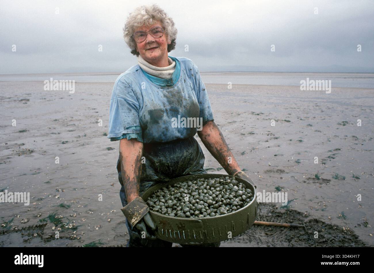 Gallese cockles Galles Regno Unito. Raccolta di coccole sulle distese fangose della penisola di Gower, estuario di Loughor. La signora Lina Jones moglie di Selwyn Jones, fondatrice di Selwyns Penclawdd Seafoods, che raccoglie i coccole durante la bassa marea. La raccolta di coccole qui risale ai tempi dei Romani. Giugno 1997 1970 UK HOMER SYKES Foto Stock