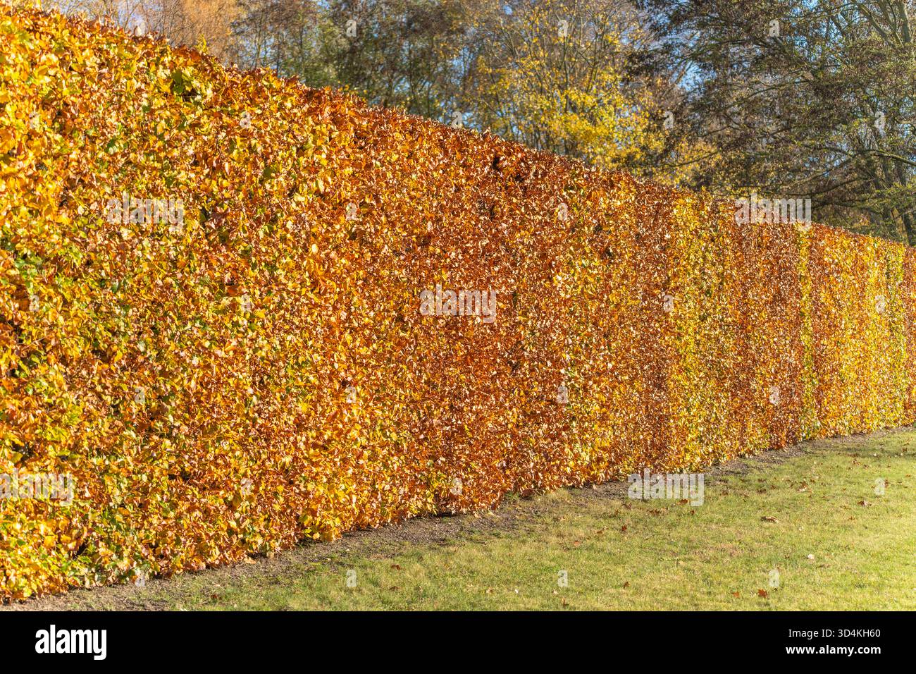 Una lunga siepe di faggio corre a strisce luminose accanto al prato. Le linee prospettiche conducono in un corridoio dorato. Foto Stock
