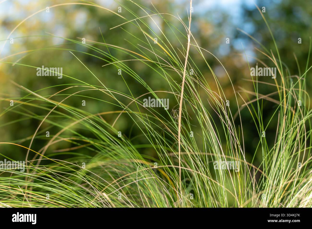 Le delicate lame d'erba si arcano su un giardino sfocato. Le linee luminose formano un motivo naturale. Foto Stock