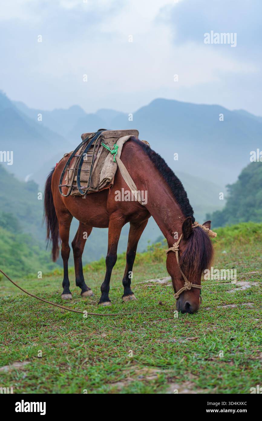 Cavallo da viaggio marrone con erba da sella pascolante su una lussureggiante collina verde nella valle in campagna Foto Stock