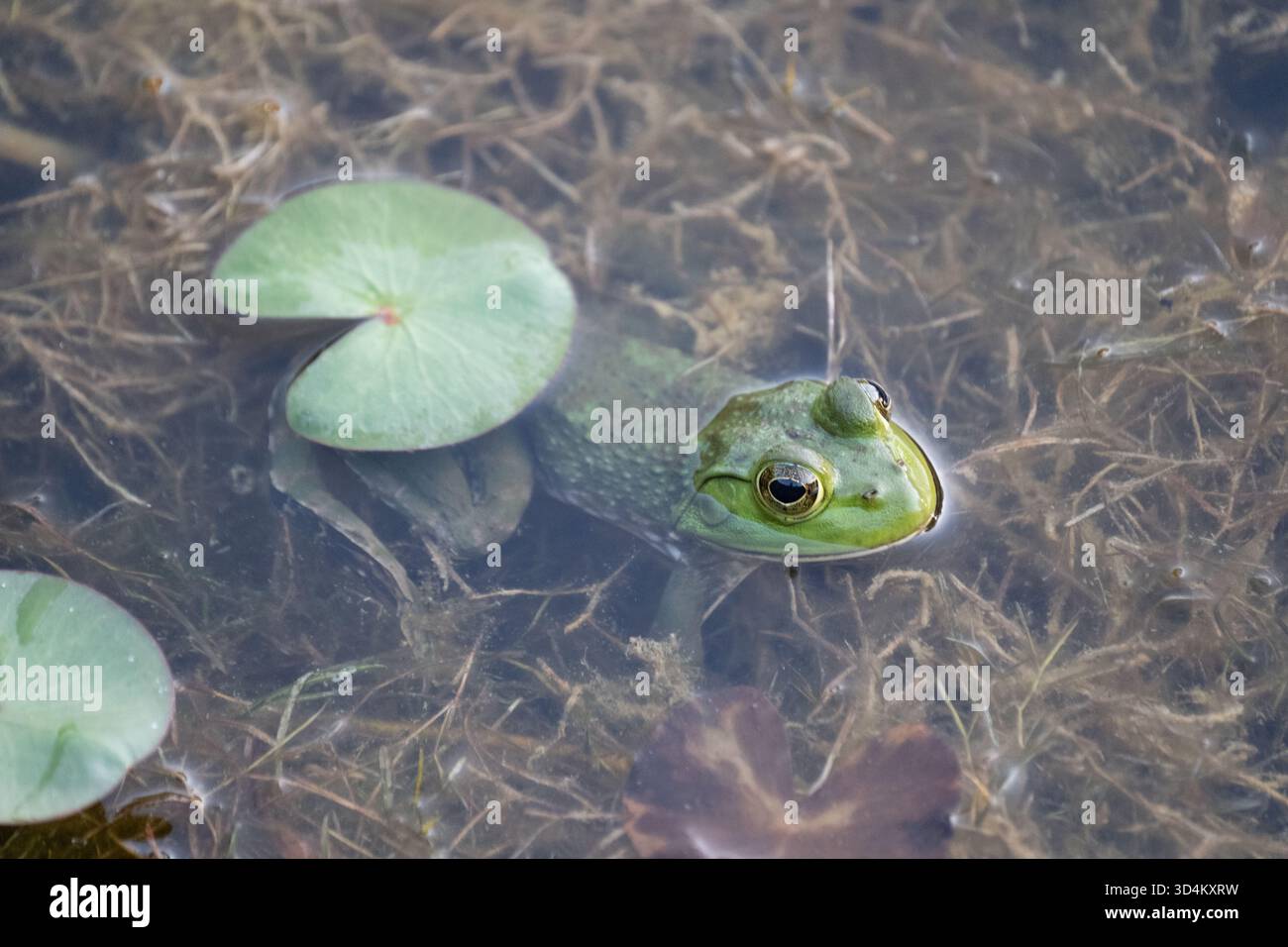 American Bullfrog (Lithobates catesbeianus) introdotto nello stagno dei Giardini del Palazzo Imperiale, Giappone Foto Stock