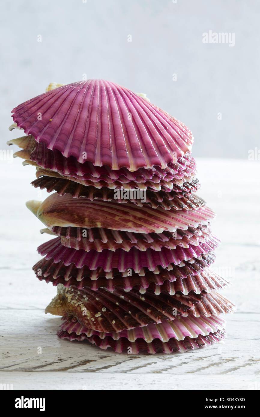 Capesante fresche in conchiglie viola vivaci impilate su un rustico tavolo di legno bianco. Fotografia unica di pesce che mette in risalto la consistenza delle conchiglie, premiu Foto Stock
