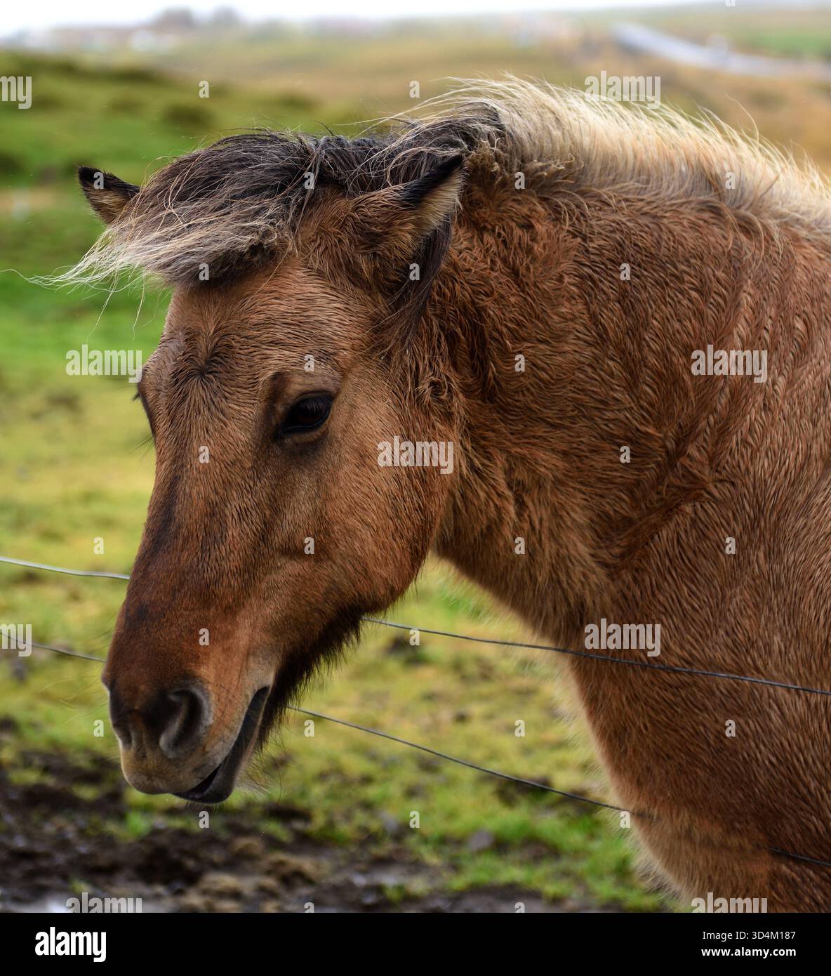 Primo piano di un cavallo islandese. Foto Stock