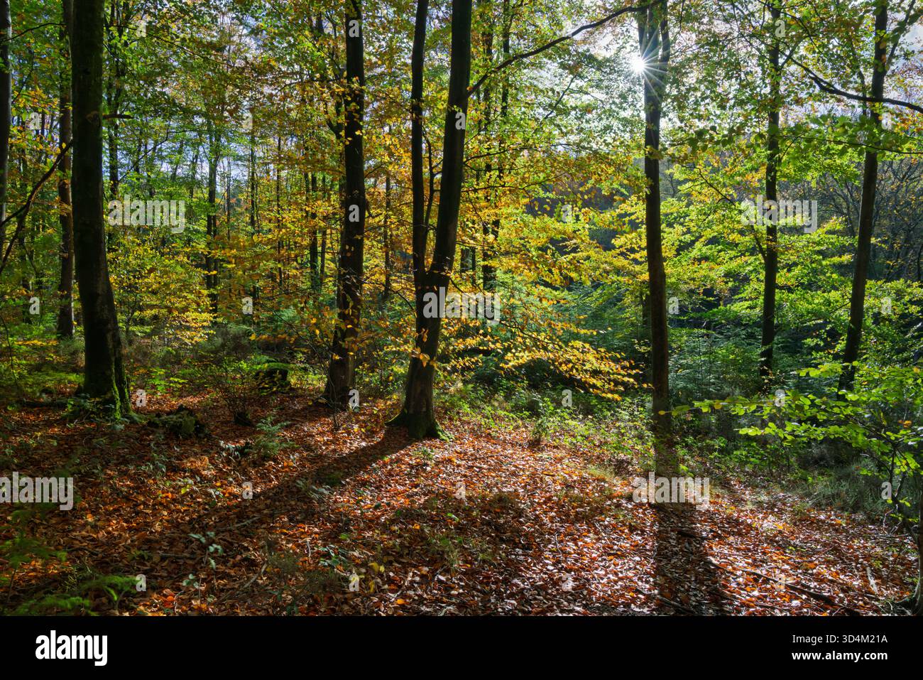 Faggi retroilluminati con foglie autunnali in boschi decidui, East Sussex, Inghilterra, Regno Unito, Europa Foto Stock