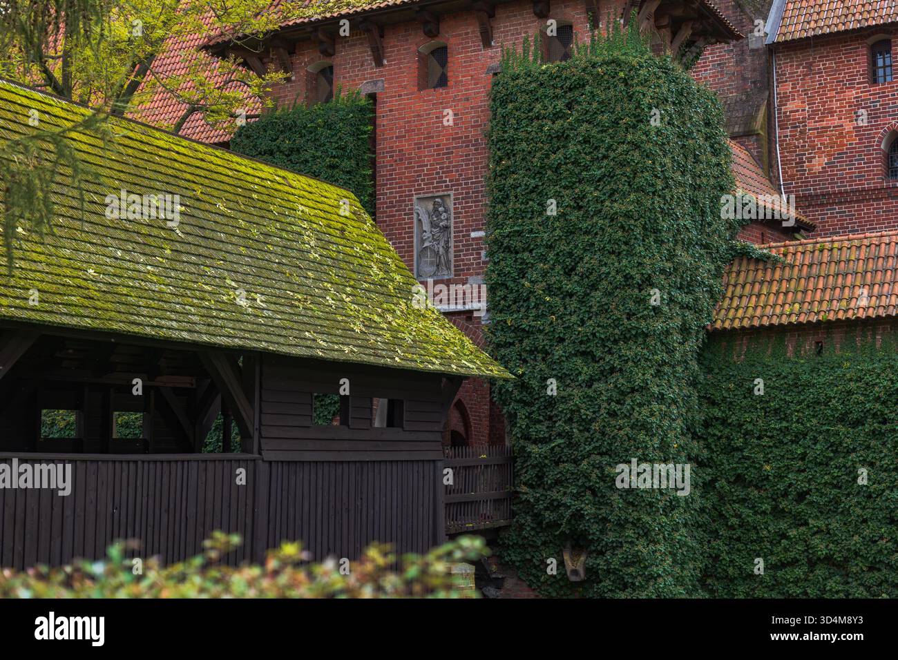 La vista ravvicinata del castello di Malbork a Malbork, in Polonia, mostra pareti in mattoni rossi, torri rivestite di edera, finestre a fessura e una passerella in legno striato di muschio in natura morbida Foto Stock