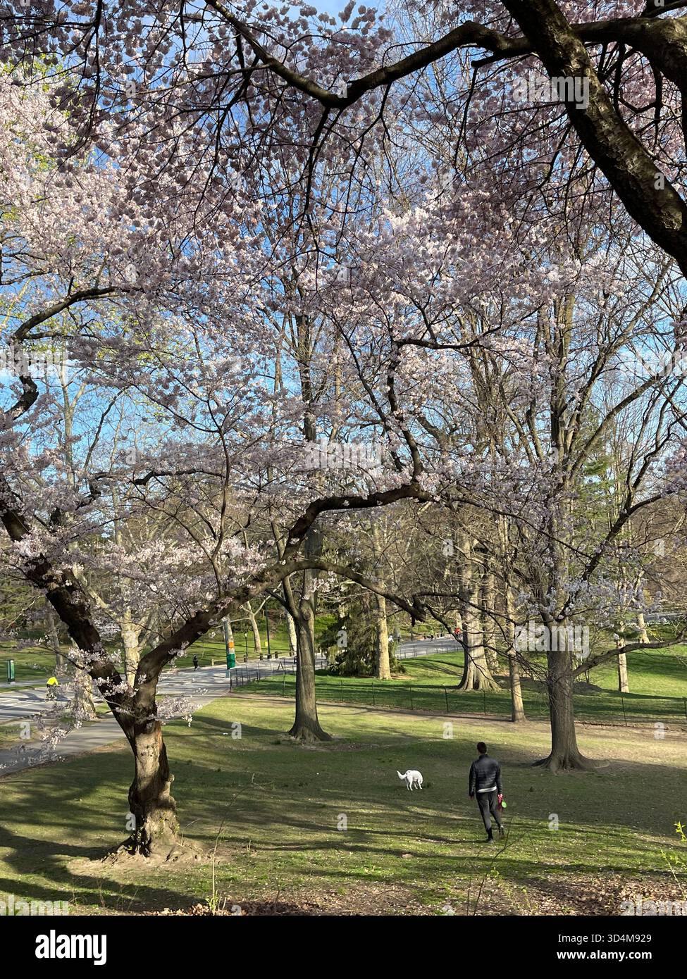 Cani da città, sogni da parco - solo a New York City - Immagine stock catturata con smartphone
