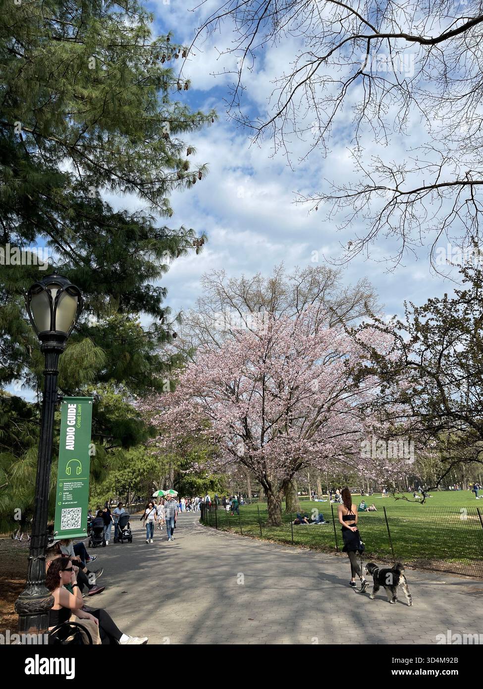 Cani da città, sogni da parco - solo a New York City - Immagine stock catturata con smartphone