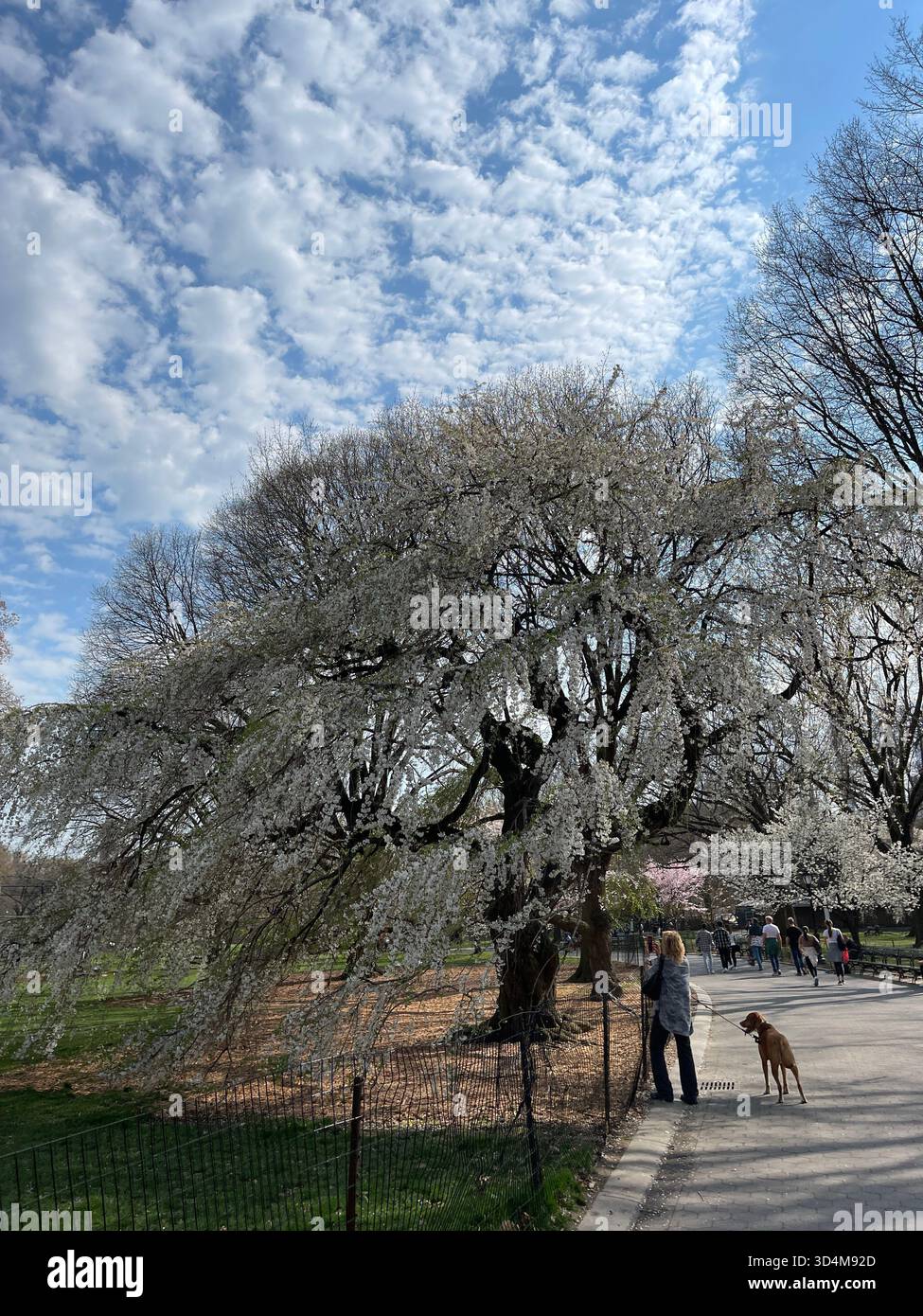 Cani da città, sogni da parco - solo a New York City - Immagine stock catturata con smartphone