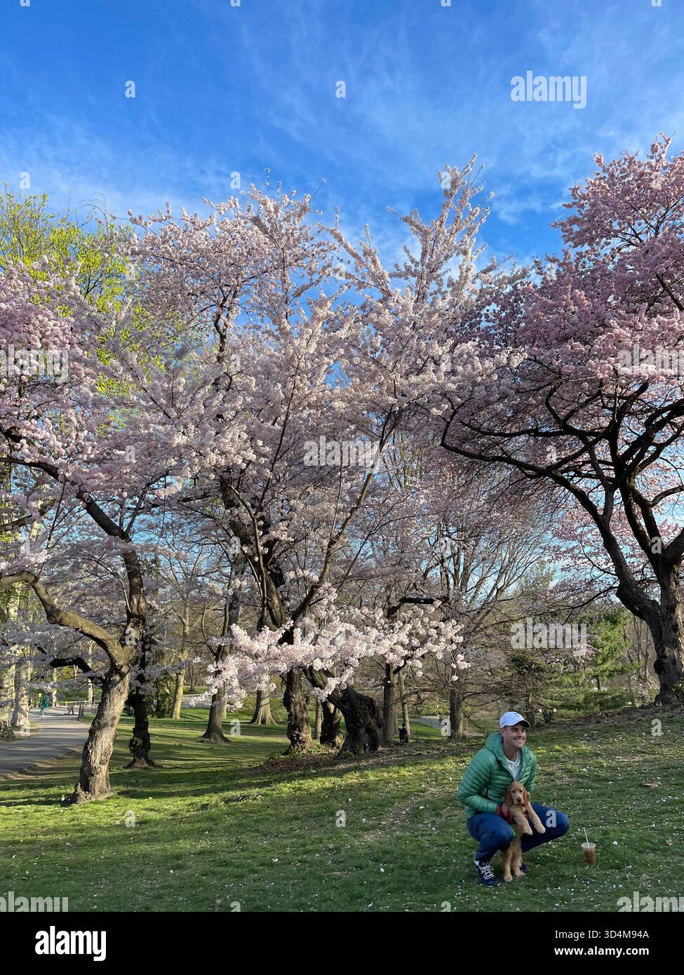 Cani da città, sogni da parco - solo a New York City - Immagine stock catturata con smartphone