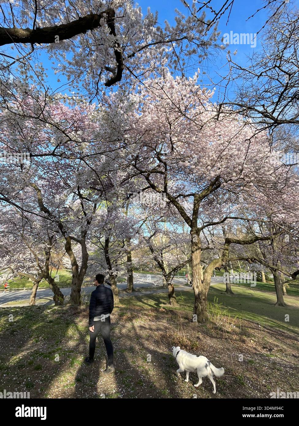 Cani da città, sogni da parco - solo a New York City - Immagine stock catturata con smartphone