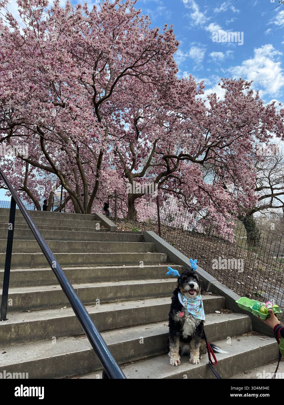 Cani da città, sogni di parco - solo a New York! - Immagine stock catturata con smartphone