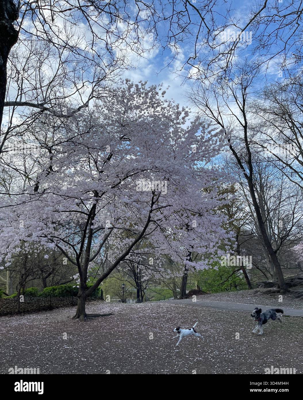 Cani da città, sogni di parco - solo a New York! - Immagine stock catturata con smartphone