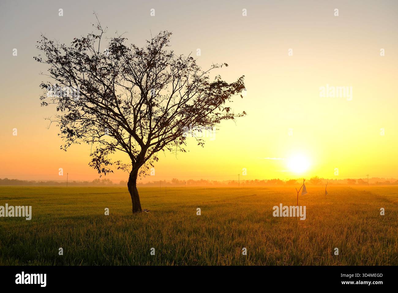 Un albero solitario e un tradizionale campo di risaie sotto un'alba dorata nella Malesia rurale, con luce calda che proietta ombre morbide sul paesaggio. Foto Stock